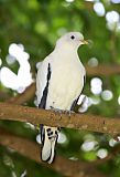 Torresian Imperial-Pigeon